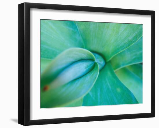 Agave Plant Detail, University of North Carolina at Charlotte Botanical Gardens, USA-Brent Bergherm-Framed Photographic Print