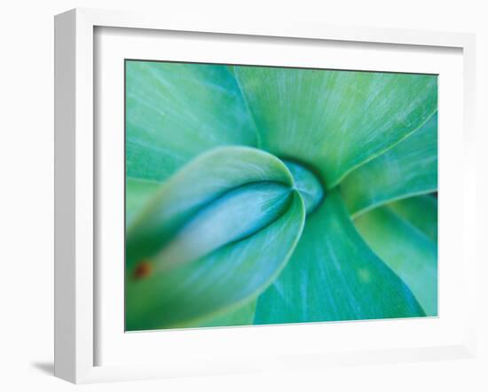 Agave Plant Detail, University of North Carolina at Charlotte Botanical Gardens, USA-Brent Bergherm-Framed Photographic Print