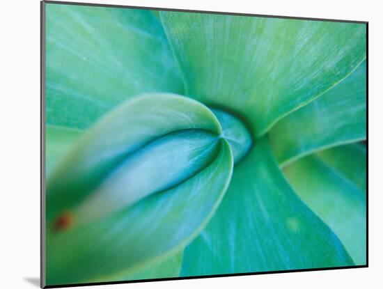 Agave Plant Detail, University of North Carolina at Charlotte Botanical Gardens, USA-Brent Bergherm-Mounted Photographic Print