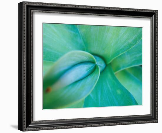 Agave Plant Detail, University of North Carolina at Charlotte Botanical Gardens, USA-Brent Bergherm-Framed Photographic Print