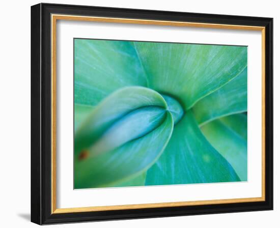 Agave Plant Detail, University of North Carolina at Charlotte Botanical Gardens, USA-Brent Bergherm-Framed Photographic Print