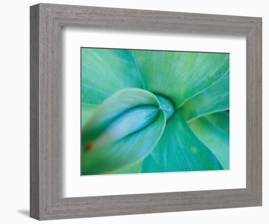 Agave Plant Detail, University of North Carolina at Charlotte Botanical Gardens, USA-Brent Bergherm-Framed Photographic Print