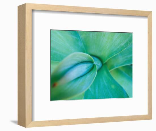 Agave Plant Detail, University of North Carolina at Charlotte Botanical Gardens, USA-Brent Bergherm-Framed Photographic Print