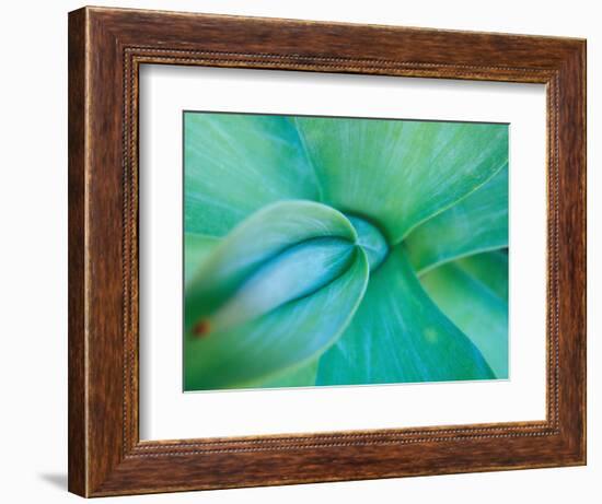 Agave Plant Detail, University of North Carolina at Charlotte Botanical Gardens, USA-Brent Bergherm-Framed Photographic Print