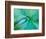 Agave Plant Detail, University of North Carolina at Charlotte Botanical Gardens, USA-Brent Bergherm-Framed Photographic Print