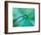 Agave Plant Detail, University of North Carolina at Charlotte Botanical Gardens, USA-Brent Bergherm-Framed Photographic Print