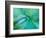 Agave Plant Detail, University of North Carolina at Charlotte Botanical Gardens, USA-Brent Bergherm-Framed Photographic Print