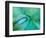 Agave Plant Detail, University of North Carolina at Charlotte Botanical Gardens, USA-Brent Bergherm-Framed Photographic Print