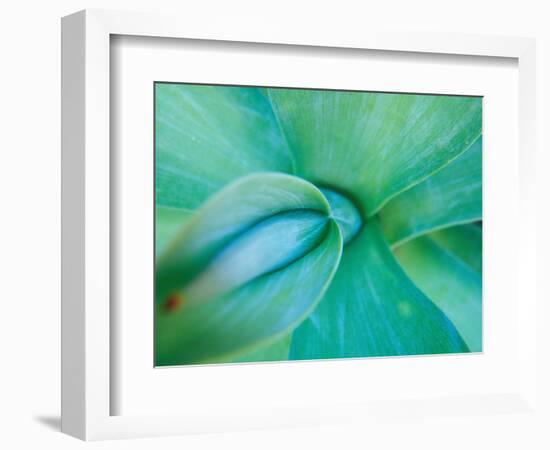 Agave Plant Detail, University of North Carolina at Charlotte Botanical Gardens, USA-Brent Bergherm-Framed Photographic Print