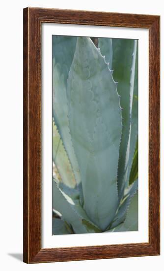 Agave Plant Detail-Anna Miller-Framed Photographic Print