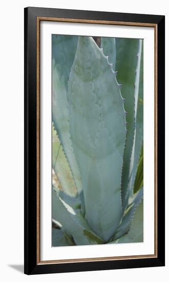 Agave Plant Detail-Anna Miller-Framed Photographic Print