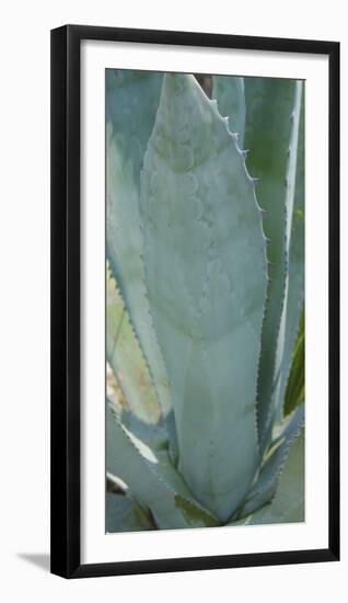 Agave Plant Detail-Anna Miller-Framed Photographic Print