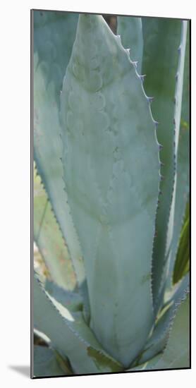 Agave Plant Detail-Anna Miller-Mounted Photographic Print