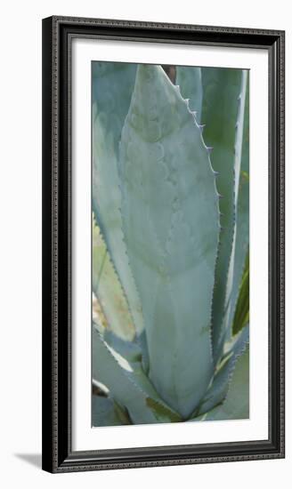 Agave Plant Detail-Anna Miller-Framed Photographic Print