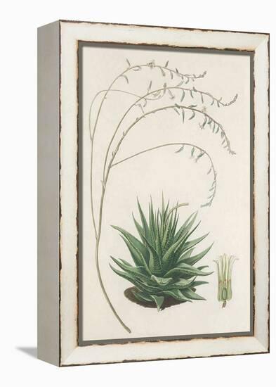 Agave Plant II-Unknown-Framed Stretched Canvas