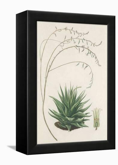 Agave Plant II-Unknown-Framed Stretched Canvas