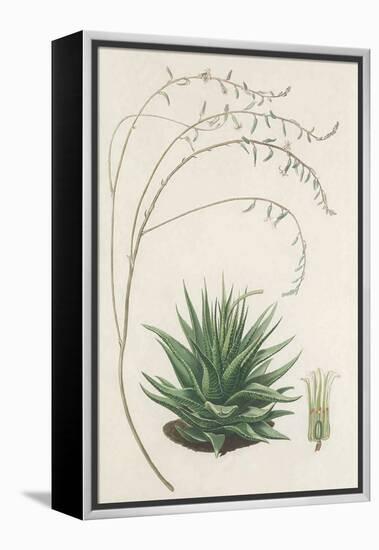 Agave Plant II-Unknown-Framed Stretched Canvas