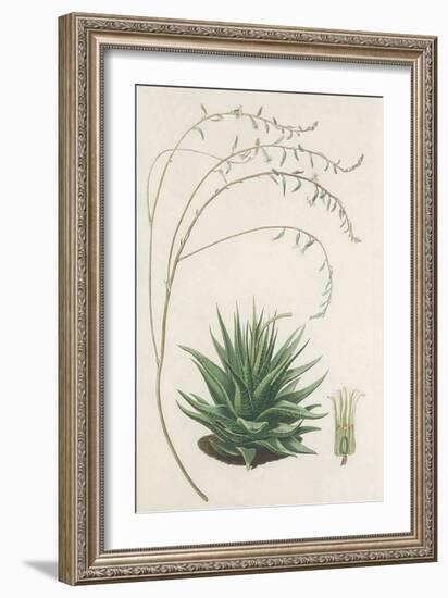 Agave Plant II-Unknown-Framed Art Print