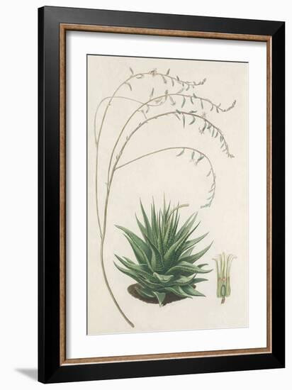 Agave Plant II-Unknown-Framed Art Print