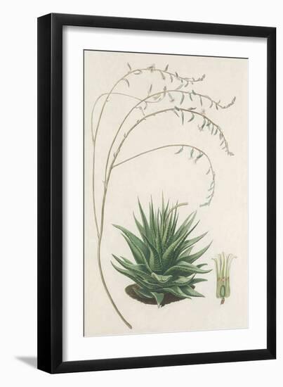 Agave Plant II-Unknown-Framed Art Print