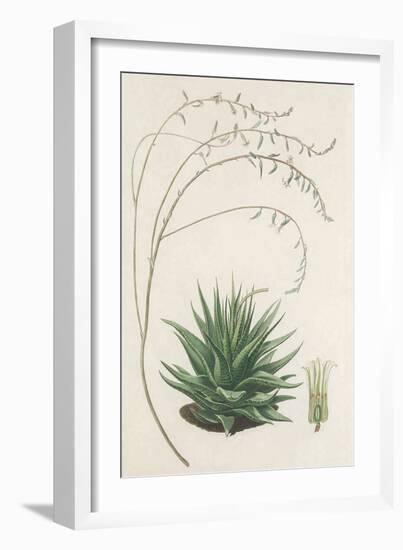 Agave Plant II-Unknown-Framed Art Print