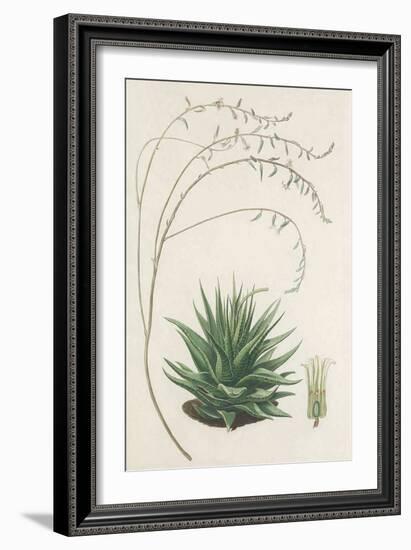 Agave Plant II-Unknown-Framed Art Print