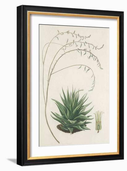 Agave Plant II-Unknown-Framed Art Print