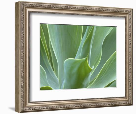 Agave Plant, Maui, Hawaii, USA-Julie Eggers-Framed Photographic Print