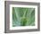 Agave Plant, Maui, Hawaii, USA-Julie Eggers-Framed Photographic Print