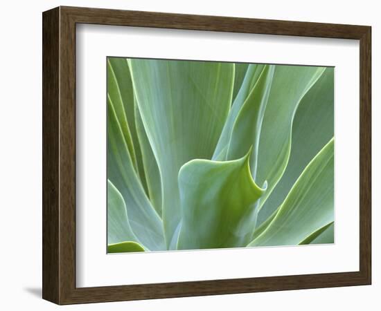 Agave Plant, Maui, Hawaii, USA-Julie Eggers-Framed Photographic Print