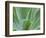 Agave Plant, Maui, Hawaii, USA-Julie Eggers-Framed Photographic Print