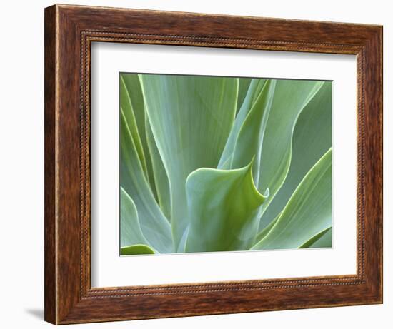 Agave Plant, Maui, Hawaii, USA-Julie Eggers-Framed Photographic Print