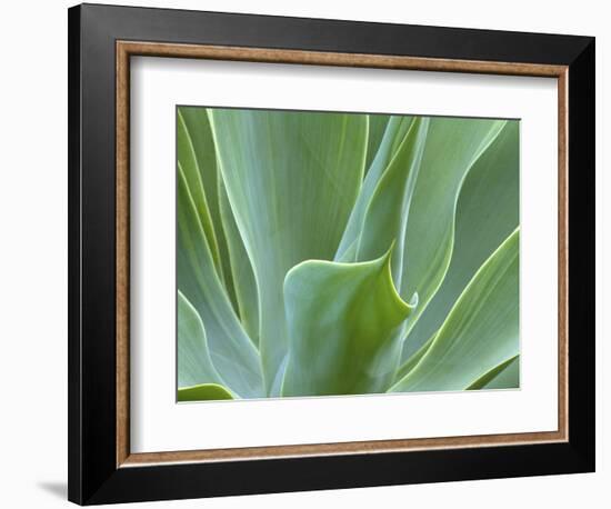 Agave Plant, Maui, Hawaii, USA-Julie Eggers-Framed Photographic Print