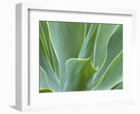 Agave Plant, Maui, Hawaii, USA-Julie Eggers-Framed Photographic Print