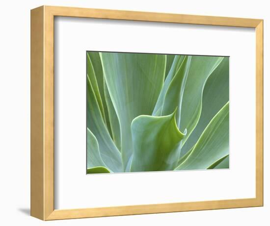 Agave Plant, Maui, Hawaii, USA-Julie Eggers-Framed Photographic Print