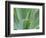 Agave Plant, Maui, Hawaii, USA-Julie Eggers-Framed Photographic Print