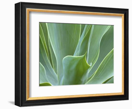 Agave Plant, Maui, Hawaii, USA-Julie Eggers-Framed Photographic Print