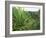 Agave Plant with Opeka Falls in the Background, Kauai, Hawaii-Rolf Nussbaumer-Framed Photographic Print