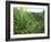 Agave Plant with Opeka Falls in the Background, Kauai, Hawaii-Rolf Nussbaumer-Framed Photographic Print