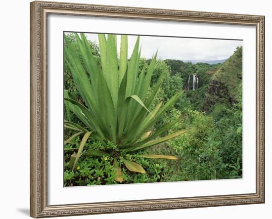 Agave Plant with Opeka Falls in the Background, Kauai, Hawaii-Rolf Nussbaumer-Framed Photographic Print