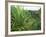 Agave Plant with Opeka Falls in the Background, Kauai, Hawaii-Rolf Nussbaumer-Framed Photographic Print