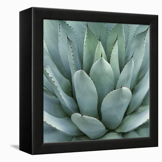 Agave Plant-Micha Pawlitzki-Framed Premier Image Canvas