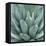 Agave Plant-Micha Pawlitzki-Framed Premier Image Canvas