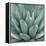 Agave Plant-Micha Pawlitzki-Framed Premier Image Canvas