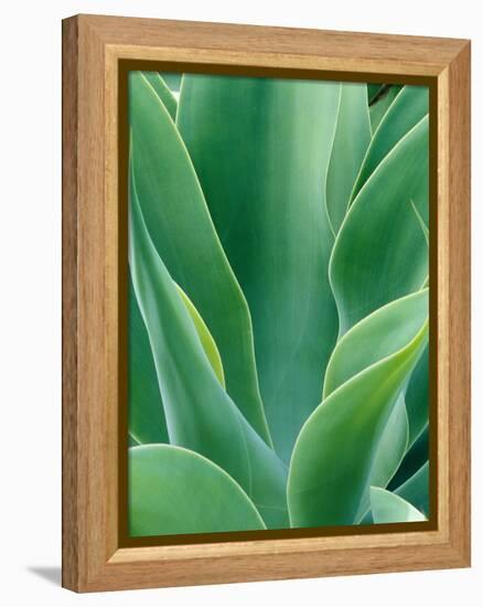 Agave Plant-Darrell Gulin-Framed Premier Image Canvas