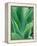 Agave Plant-Darrell Gulin-Framed Premier Image Canvas