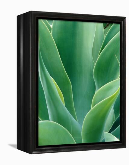 Agave Plant-Darrell Gulin-Framed Premier Image Canvas