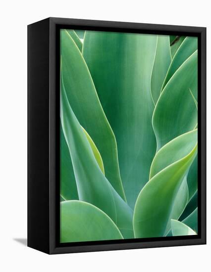 Agave Plant-Darrell Gulin-Framed Premier Image Canvas