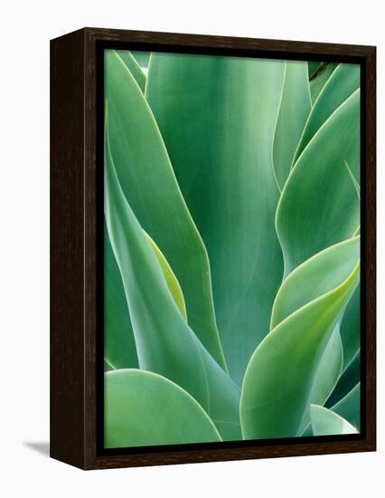 Agave Plant-Darrell Gulin-Framed Premier Image Canvas