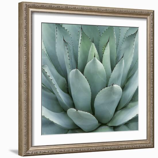 Agave Plant-Micha Pawlitzki-Framed Photographic Print